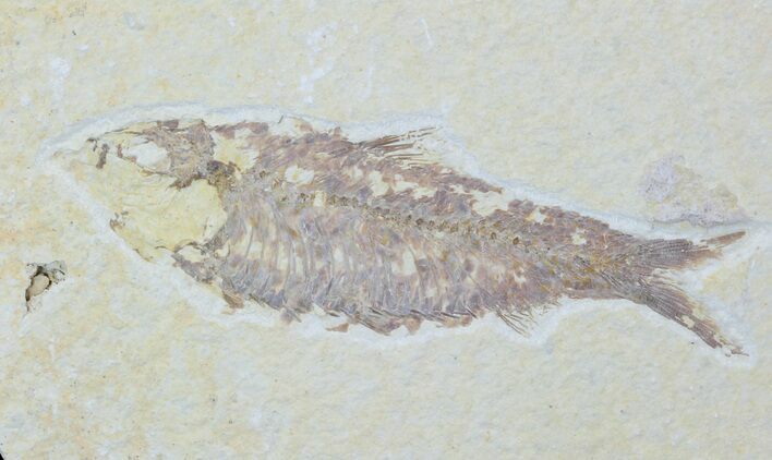 Bargain, Fossil Fish (Knightia) - Wyoming #88581